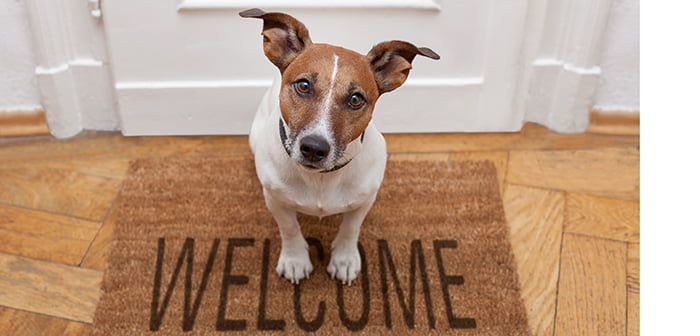 dog welcome home on brown mat